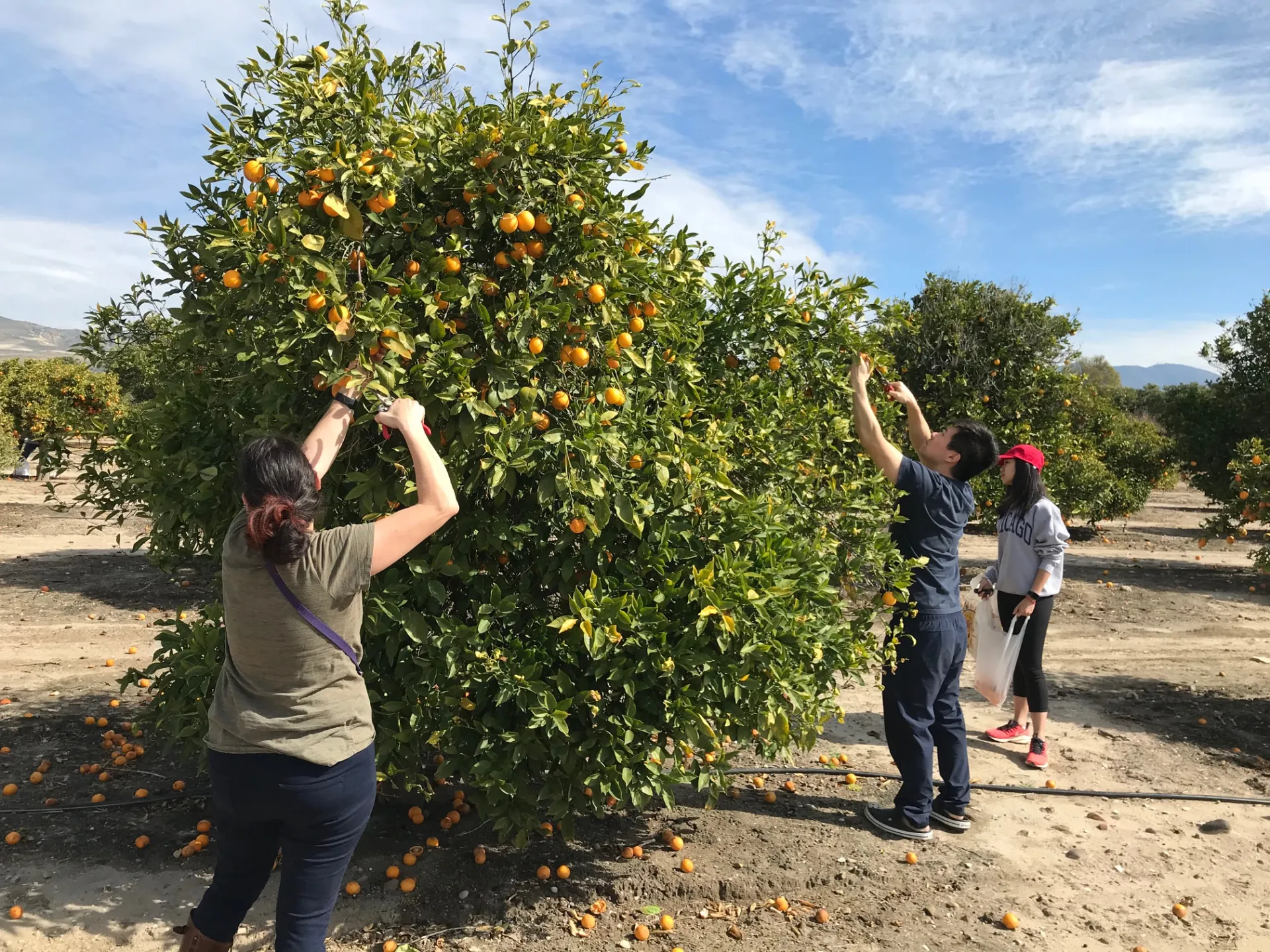 Three attendees of a citrus u-pick event harvesting citrus