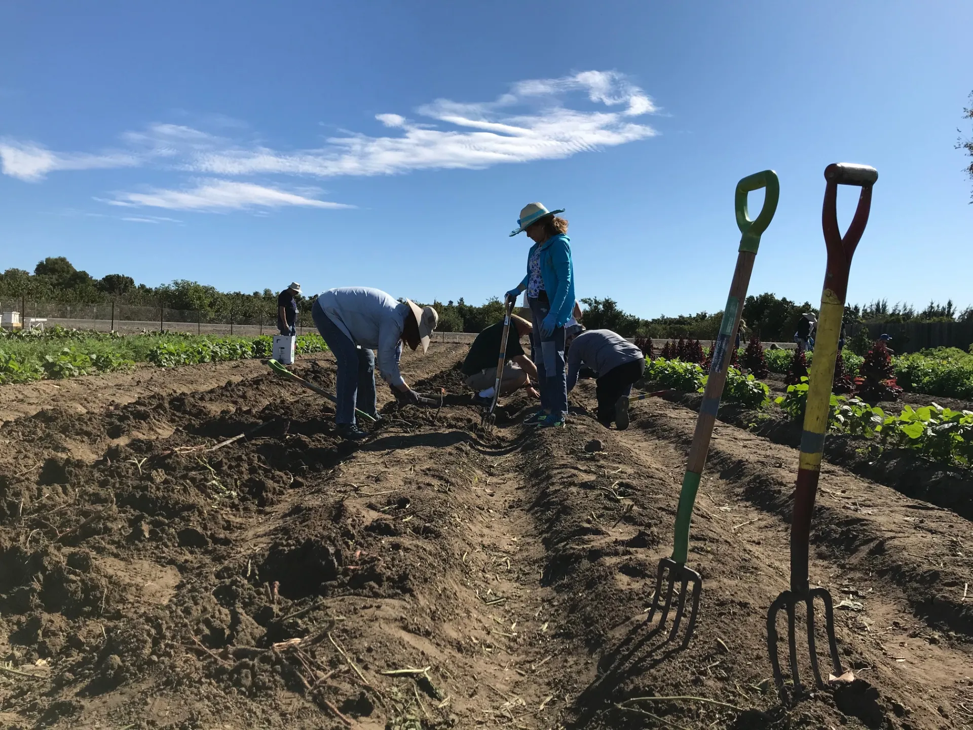 Five attendees of the Thanksgiving Veggie U-pick harvesting sweet potatoes