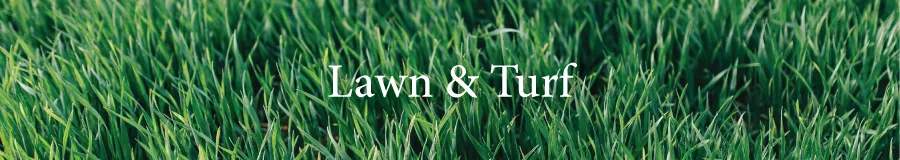 Button Lawn