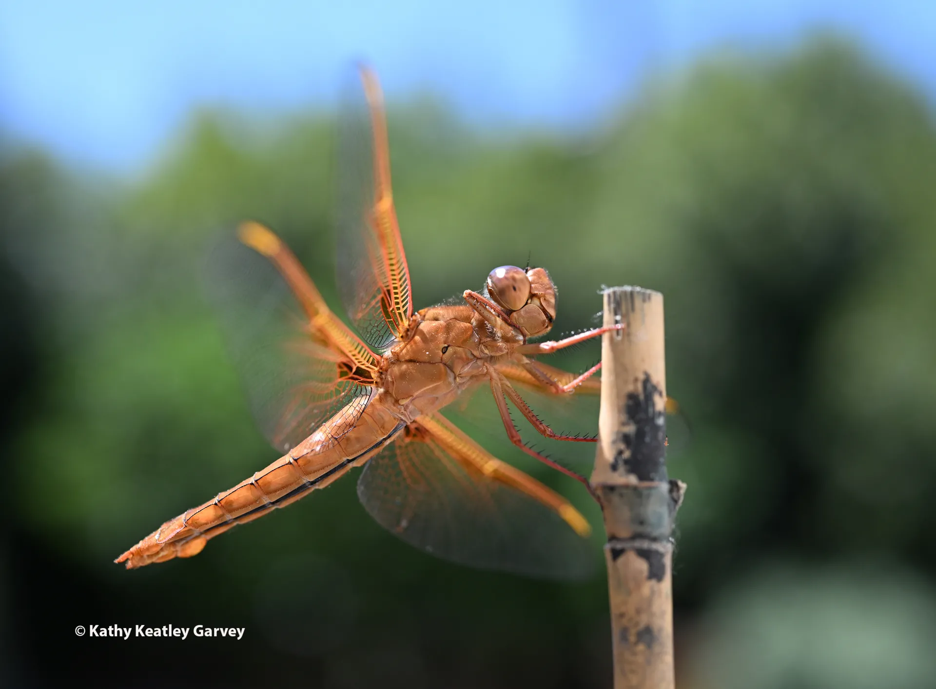 Flameskimmer dragonfly on a stick. (Photo by Kathy Keatley Garvey)