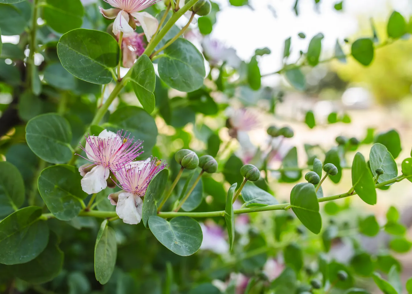 flowers at gos