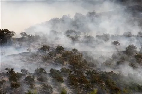 fire orchard