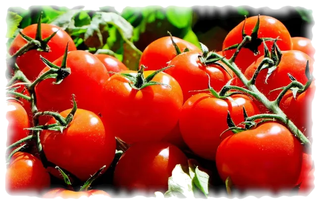Tomatoes!
