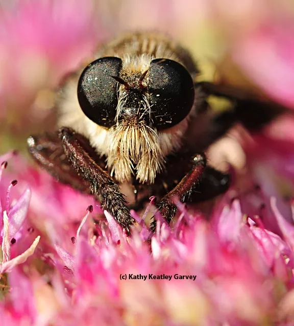 A robber fly in Vacaville. (Photo by Kathy Keatley Garvey)