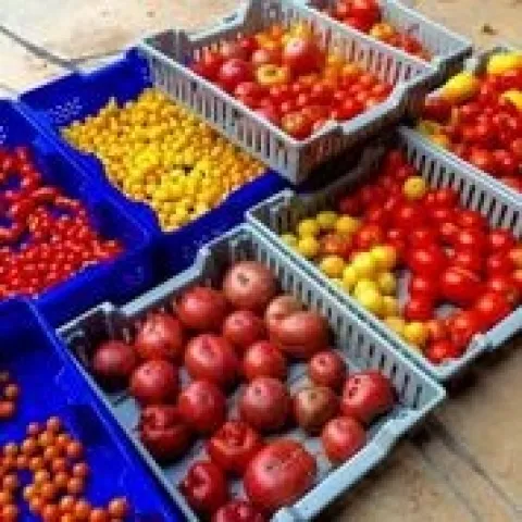 fruits veg