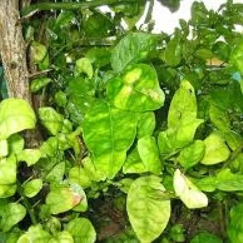 HLB symptoms