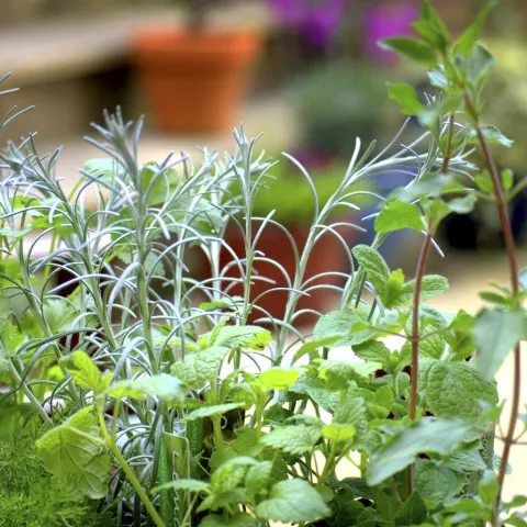 UCANR Garden Herbs by Evett Kilmartin