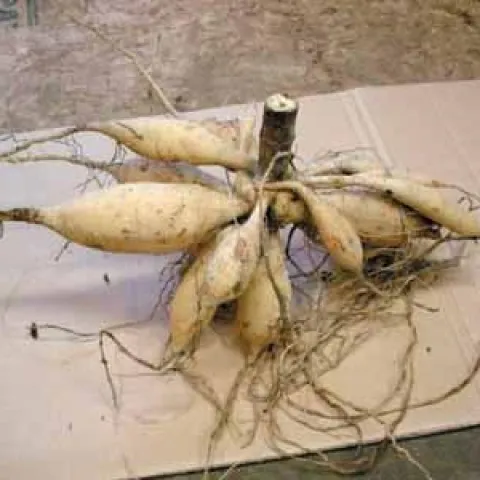 Dahlia Tubers