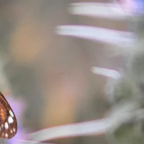banner pollinators