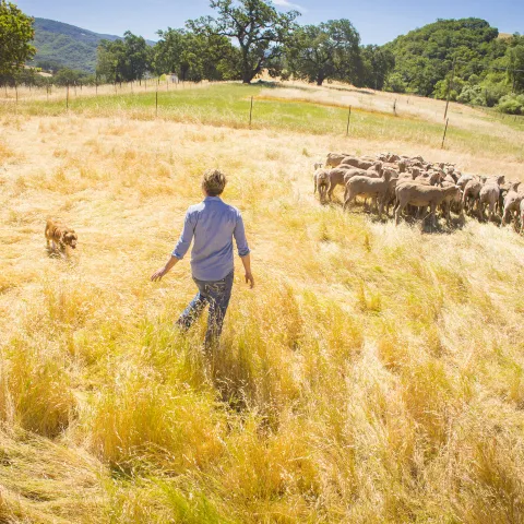 A shepherd and dog move sheep across a field