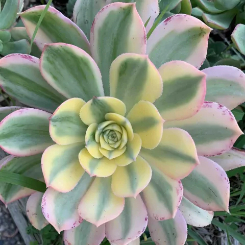Succulent, Laura Westley