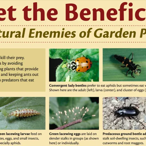 Beneficial insects