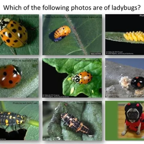 garden insects