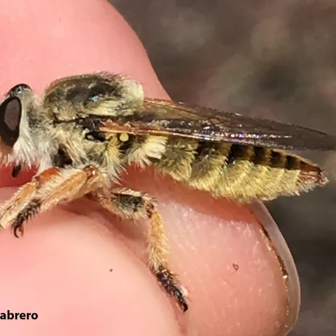 A robber fly rests on a hand. (Photo by Allan Cabrero)