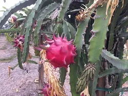 Project 64 Pitahaya