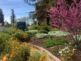 Berger Native Garden, by Rebecca Schoenenberger