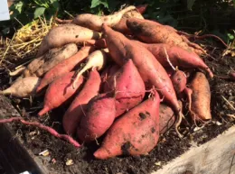 Sweet potatoes on raised bed MG Cindy Day