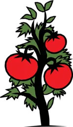 Tomato Plant
