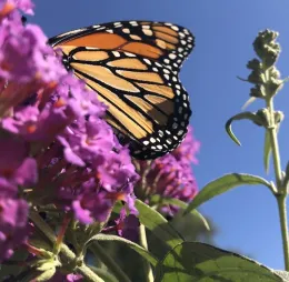 Get Monthly Home Garden Tips for Sonoma County