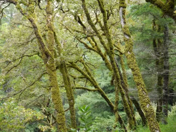 moss on trees