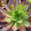 Succulents