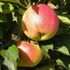 Fruits & Nuts
