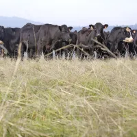 Angus grazing
