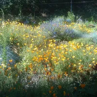 UC Master Gardener Demonstration Garden in Sonora 